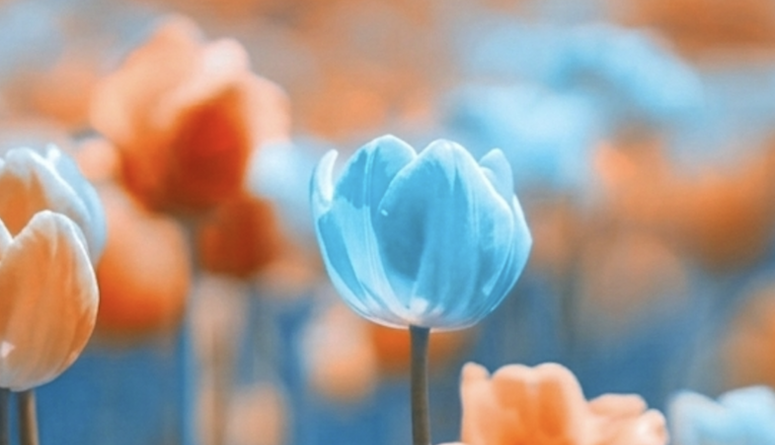 Hello March -  marzec w Sokratesie