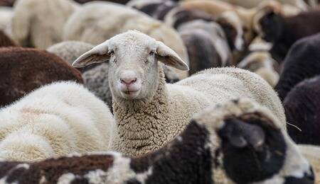 Collective Nouns Quiz